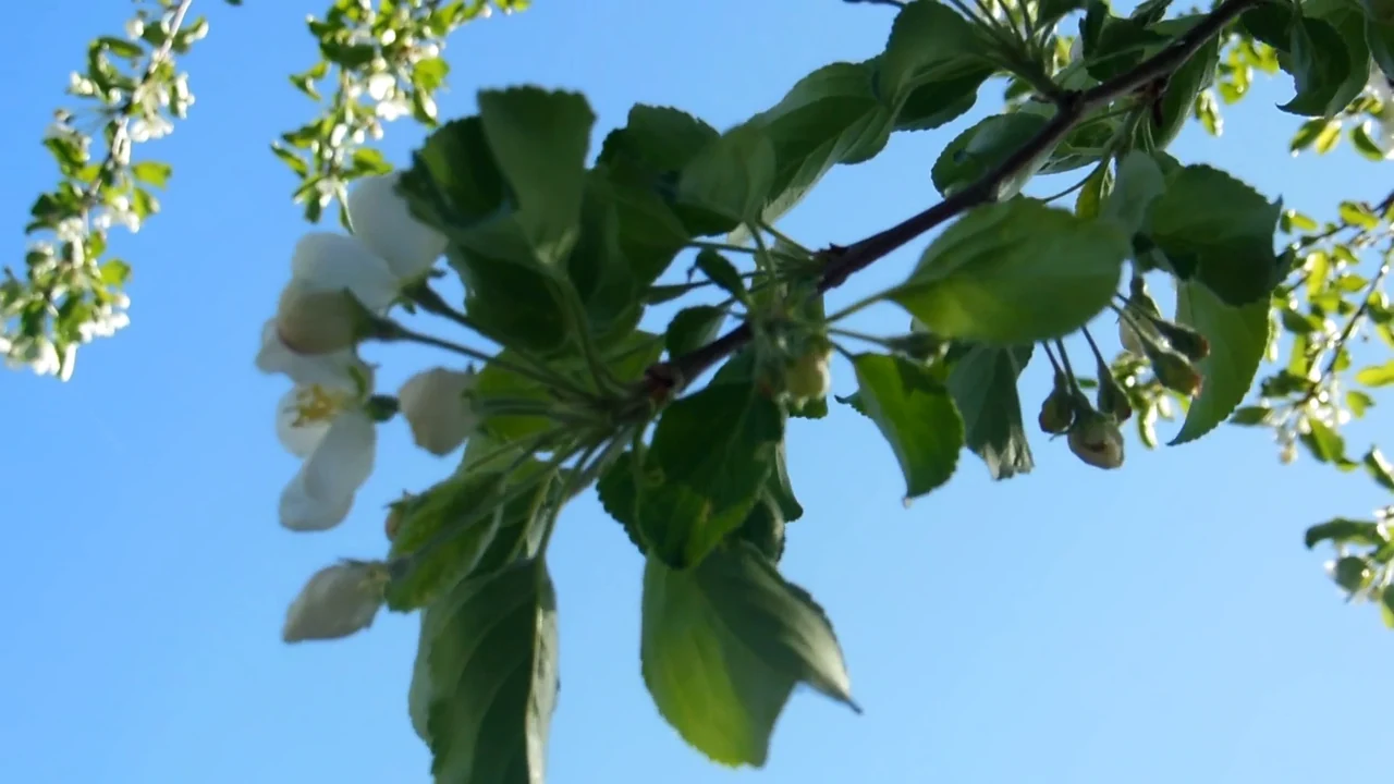 Цветение яблони